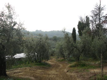 Olive Field Poggio Antico