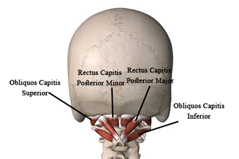 Cervical Occipital Muscles